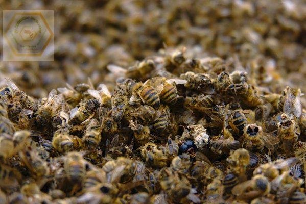 Entradas recientes 74 bees-muerte-4161580_1920