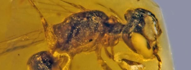 El Fascinante Origen de las Abejas: Un Viaje por la Historia Natural 19 biología