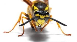avispa-de-la-chaqueta-amarilla-400