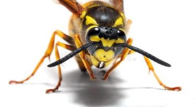 La Fascinante Avispa Carroñera o Chaqueta Amarilla en la Patagonia 2 avispa-de-la-chaqueta-amarilla-400