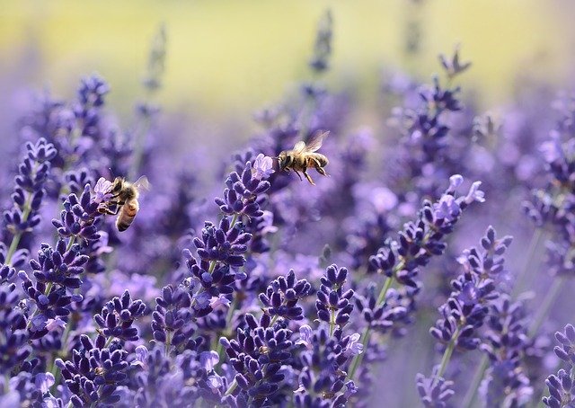 lavender 1537694 640 enfermedades apícolas