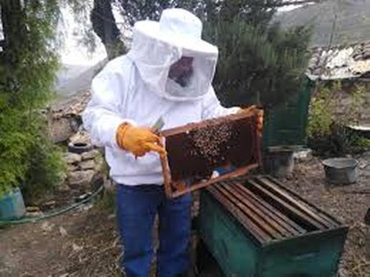 Fascinante Empatía Apícola 2 ayacucho-lanczos3