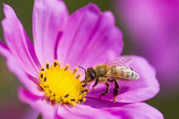 Alerta por mortandad de colmenas 080518 mortandad de abejas