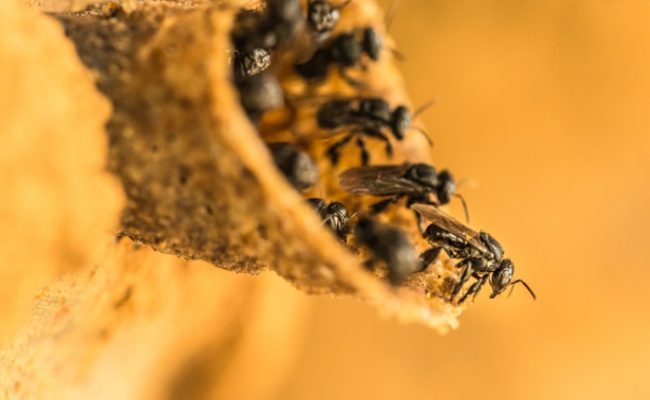 apicultoras empoderamiento