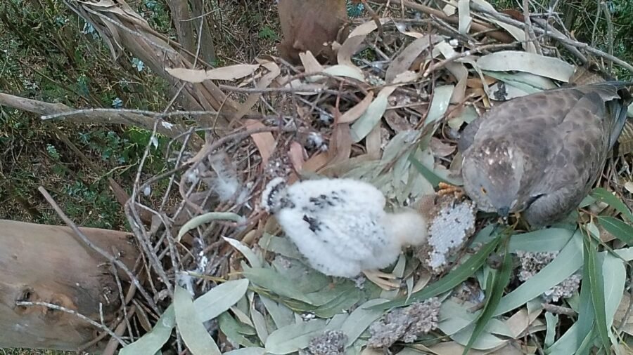 El Abejero Europeo: ¿Tu Arma Secreta Contra la Avispa Velutina? 2 GF18P4F20_194447