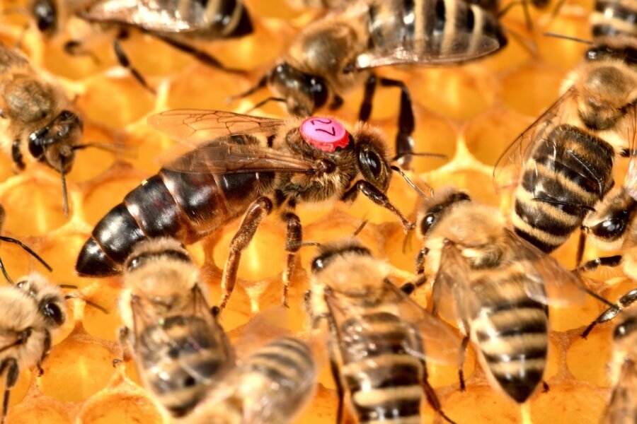 La Importancia de una Reina Limpia y Dócil en tu Colmena 3 reinabees-5480566_1920