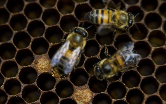 Rápida Disminución de Abejas: Causas, Consecuencias Reales y el Futuro de Nuestra Alimentación 2 image_content_33140492_20190401122628-1