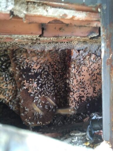 ¡Alerta Apícola! El Peligro de las Abejas Africanizadas 2 IMG_20190406_154826208-1