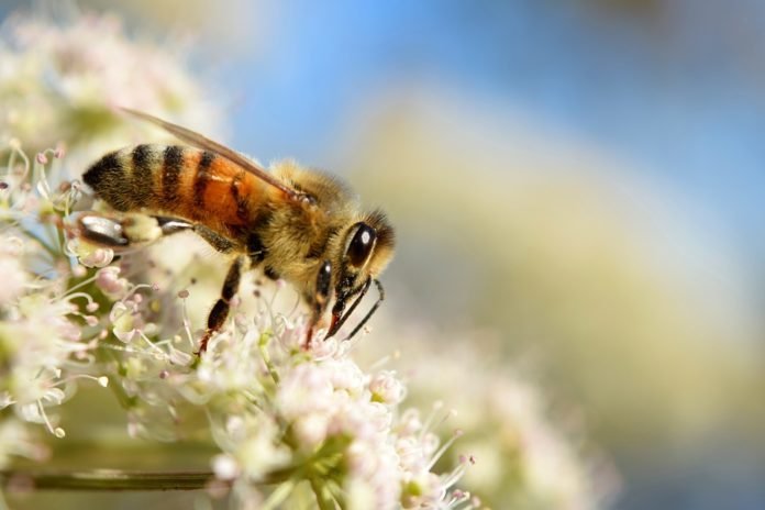 Apicultura para Tod@s 1 abeja insecto