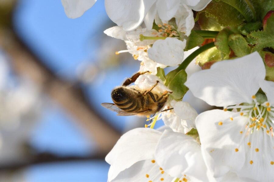 Polinización Eficaz: Cómo las Abejas Aumentan la Producción de Manzanas 4 apel-bees-5480573_1920