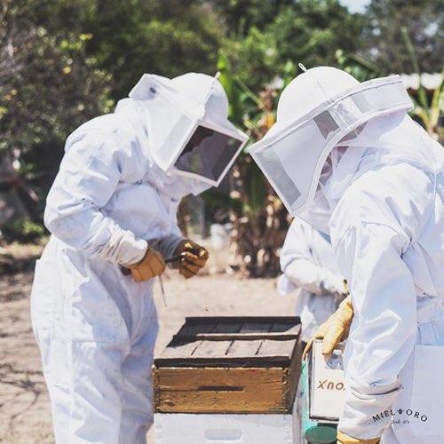 apicultores-miel-mexico_ed581441-d2e6-4b7e-b6f4-b4826e7be80e_600x600@2x
