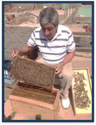 Traslado del enjambre a su colmena 3 enjambre