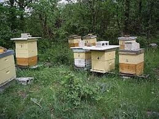 apicultura extensiva natural