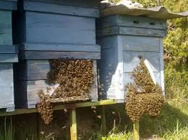 Ecosistema de Enjambres 4 Ecosistema