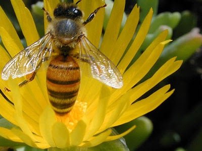 ¡DRAMÁTICO! El Sector Apícola Asturiano Ante la Crisis Estructural 3 abeja