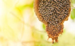 Domina el Fascinante Ecosistema de Enjambres: Guía Esencial para Apicultores 1 ecosistema