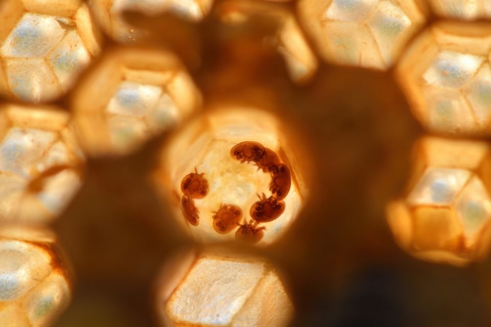 varroa 5000953 1920 e1588335523812