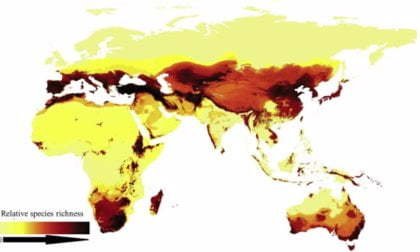 El Asombroso Mundo de las Abejas: Especies y Subespecies para Conocer 9 Especies