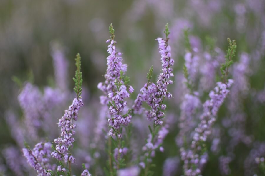 Descubre la Auténtica Apicultura Tradicional Española 2 floresbrezo
