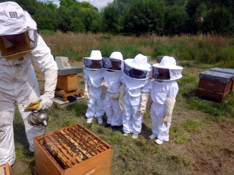 apicultura para niños