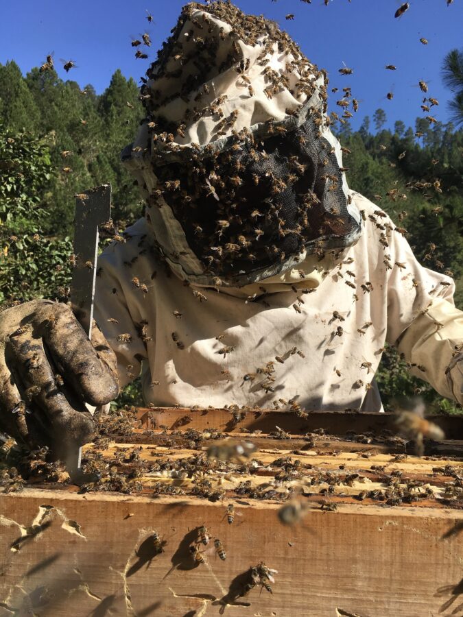 enjambre apicultor