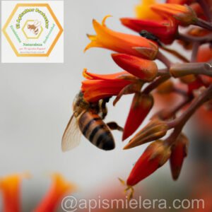polinizacion