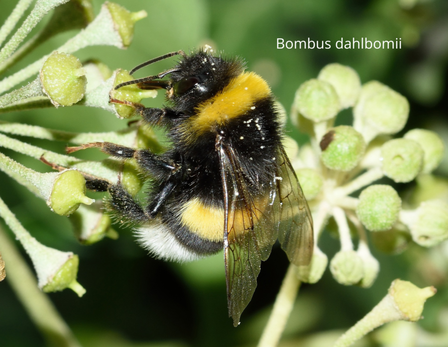 Bombus dahlbomii