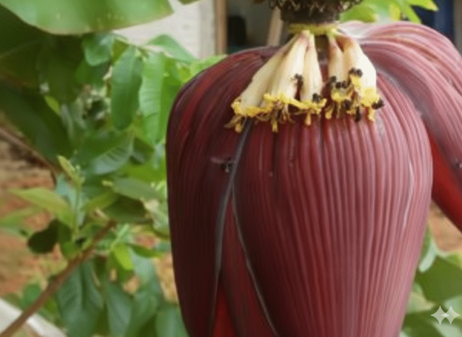 Sobre Mí: 8 Meliponas Bananera 3