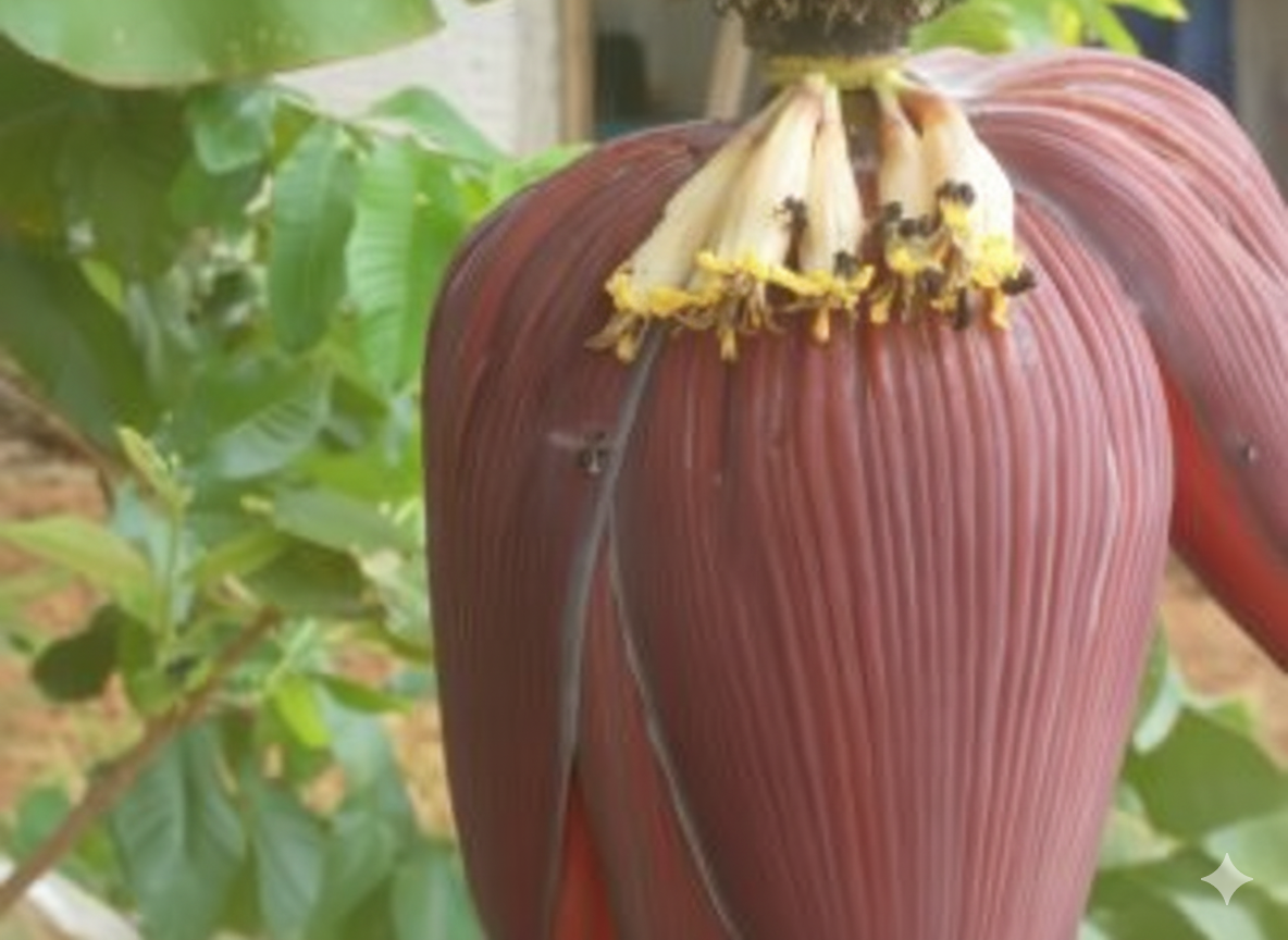 Sobre Mí: 4 Meliponas bananera