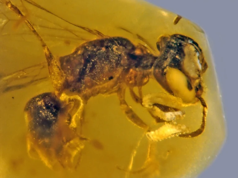 abeja-prehistórica