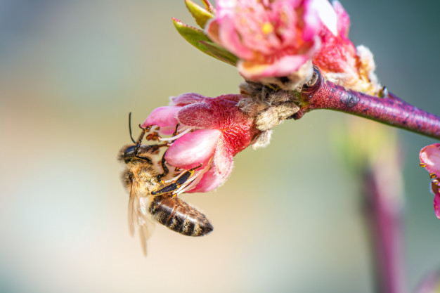 miel-abeja-recolectando-polen-arbol-durazno-flor_127675-2614